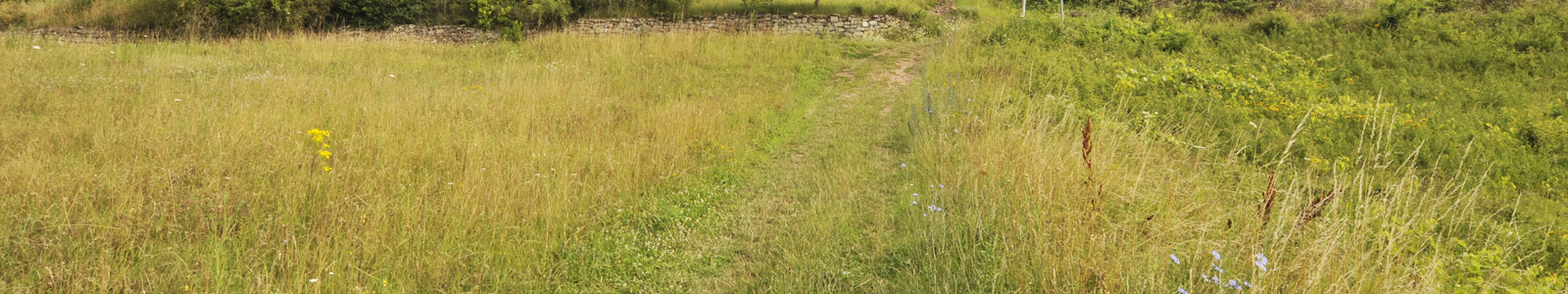 Feldweg, rechts und links davon eine Wiese © Dienstleistungszentren Ländlicher Raum